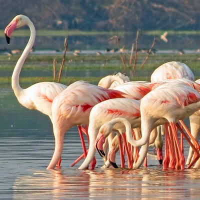 Bundala National Park Private Safari