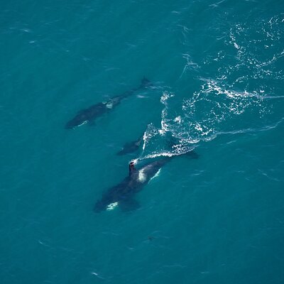 Kaikoura Helicopters Top n Tail Whale Watch flight