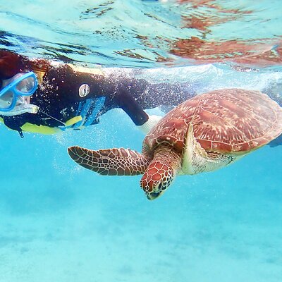 Snorkeling with sea turtles