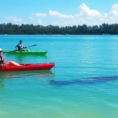Kayaking with coastal wildlife in Sarasota Bay