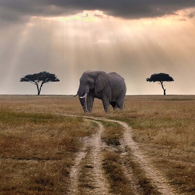 Unscripted safaris