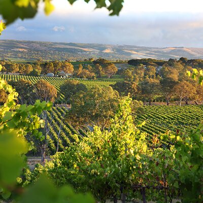 Gauci & Co. Wine Tours