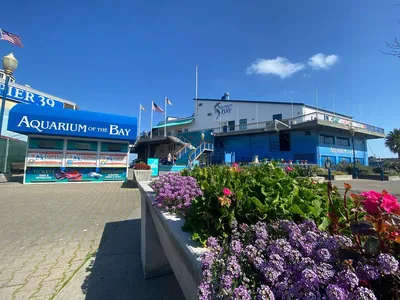 Aquarium of the Bay General Admission Ticket in San Francisco