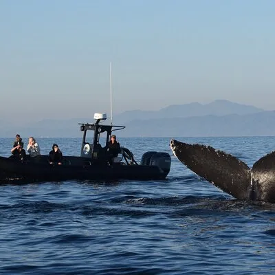 Oceanside Dolphin & Whale Watching