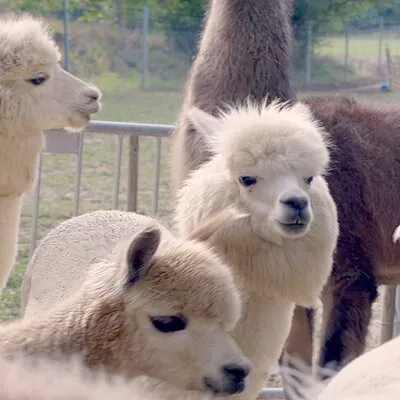 Alpaca and llama hike Moedling near Vienna