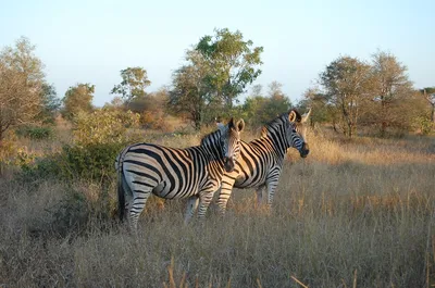 Full-Day Shared Safari in Kruger National Park from Hoedspruit