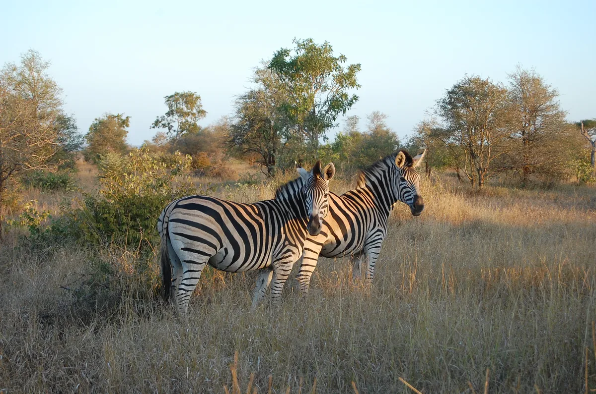 Full-Day Shared Safari in Kruger National Park from Hoedspruit