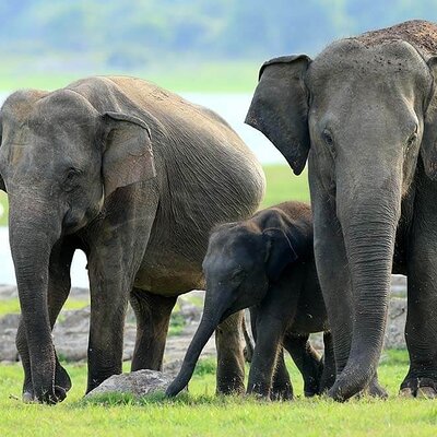 Kaudulla National Park Safari | Jeep with Tickets