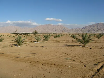 Petra Day Tour from Eilat with Professional Guide and Bottled Water