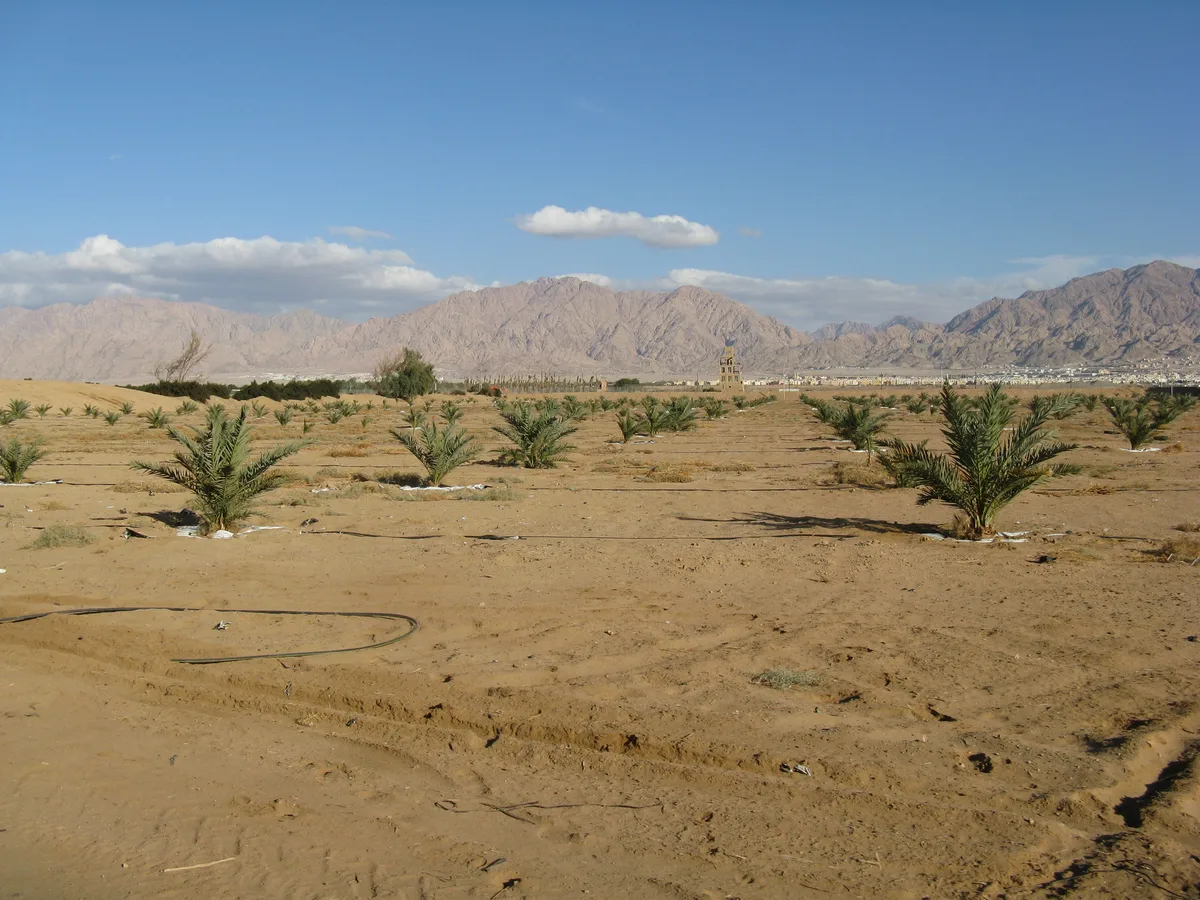 Petra Day Tour from Eilat with Professional Guide and Bottled Water
