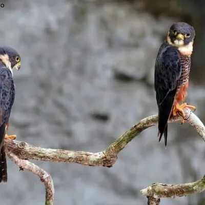 Xocen Birding 