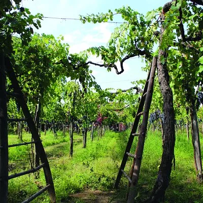 Cantine d'Irpinia: visit and tasting Taurasi from ancient vineyards