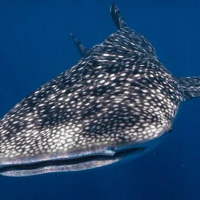 Ningaloo Marine Interactions