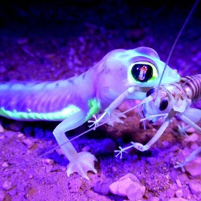 Namib Desert Night Walk