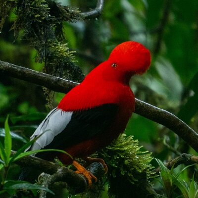 Andean Cock Watching tour in mindo with hummingbird and breakfast