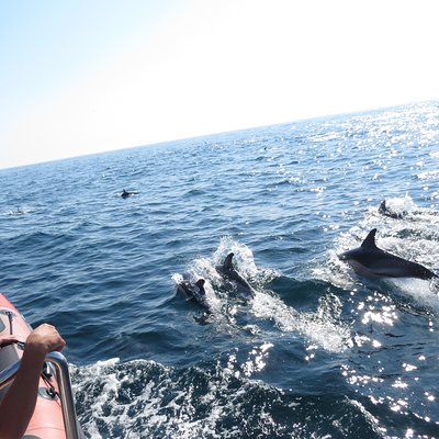 Dolphin Safari