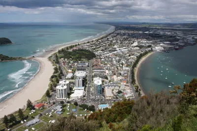 Swim With Wild Dolphins Wildlife Tour in Tauranga - 6 Hours