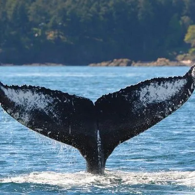 Prince of Whales Whale & Marine Wildlife Adventures