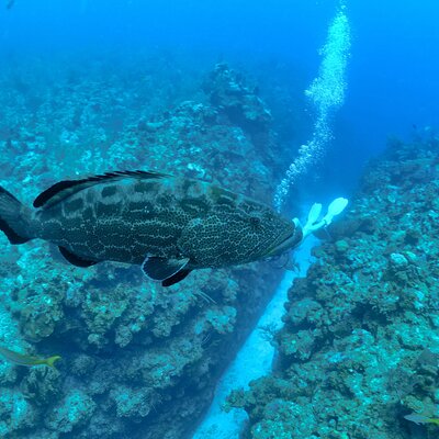 Amigos Del Mar Dive Shop