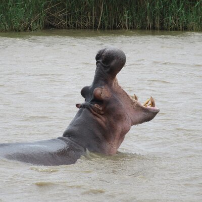 Hippo and Croc Boat Cruise in Saint Lucia with collection