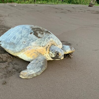 Observation of Turtles in their Natural Habitat in Tortuguero