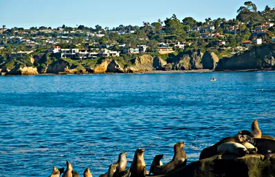 San Diego Whale Watching & Dolphin Cruise from Mission Bay