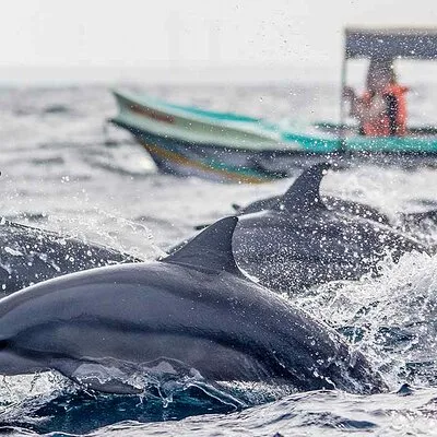 Dolphin Watching Boat Tour from Kalpitiya