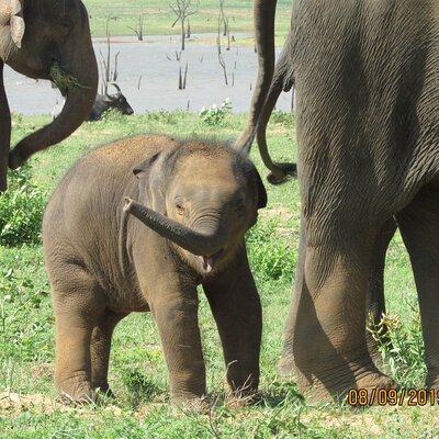 Yala Dreams Wild Safari Tours