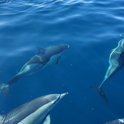 Observing Dolphins in Faro