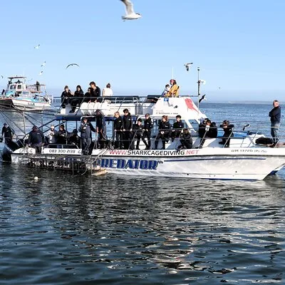 Great White Shark Tours