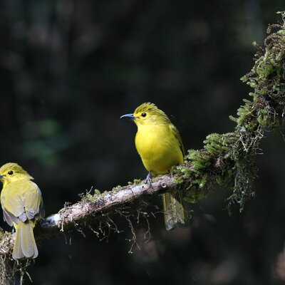 Nature Explorers India