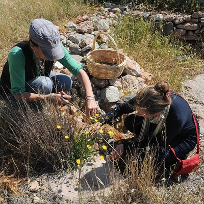 Authentic Greek Cooking & Foraging Experience in Syros with Maria
