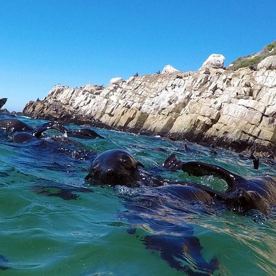 1.5-Hour Seal Viewing Boat Tour in Plettenberg Bay
