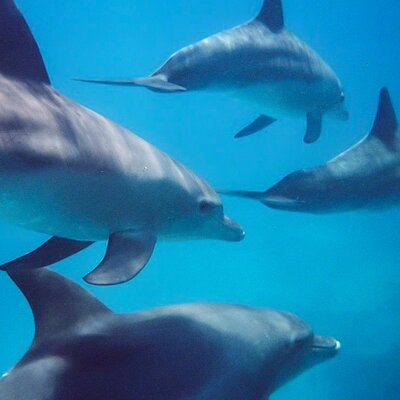 Kangaroo Island Ocean Safari
