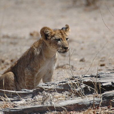 KITONGA TOURS AND SAFARIS CO.LIMITED