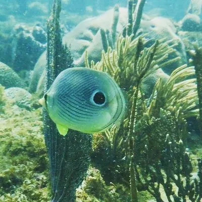 Rincon Snorkeling Adventure