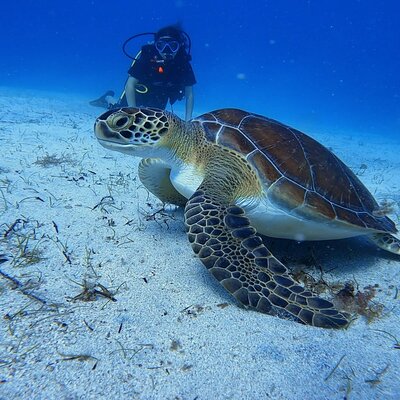 Scuba Diving at Turtle Bay with Underwater Pictures Included
