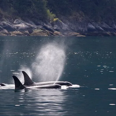 Tales & Tides: Alaskan Lore & Wildlife Cruise