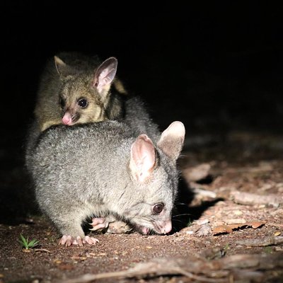 Nocturnal Wildlife Tour from Busselton