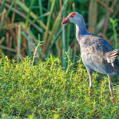 Birdwatching in Bundala National Park from Tissamaharama