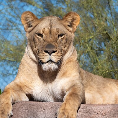 Phoenix Zoo