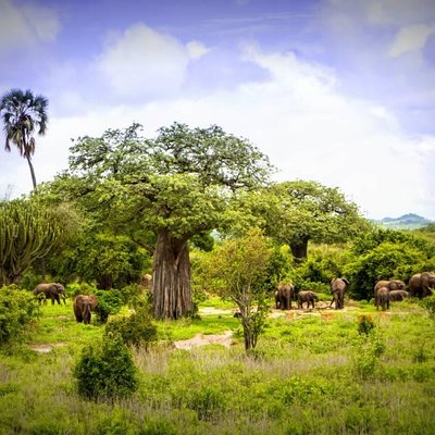 Wild Gaze Safaris Limited