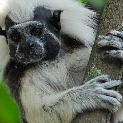 Cotton top Tamarin Adventure Tour