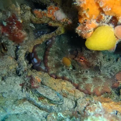 Octopus Rock Exploration - Certified Diver