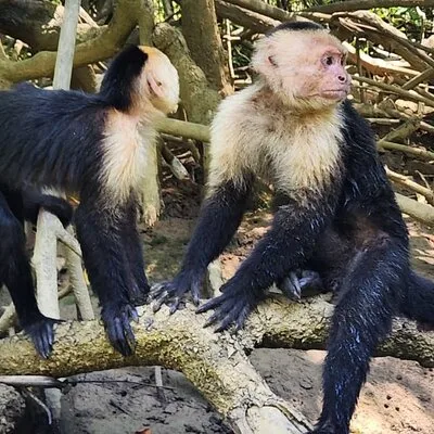 Manuel Antonio: Boat Mangrove Tour to See Animals