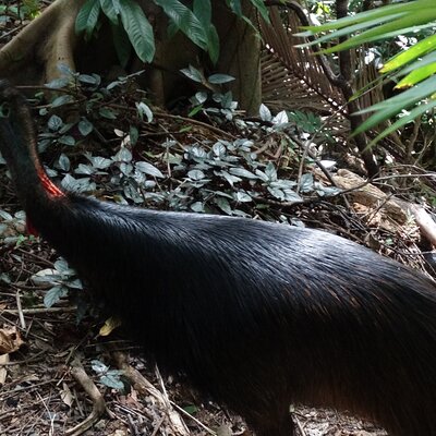 Small-Group Trekking Experience in Daintree National Park