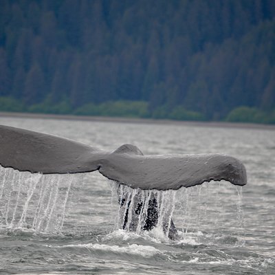Icy Strait Whale Adventures