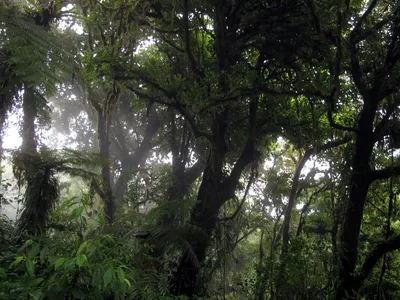 Monteverde Canopy Tour with Zipline, Rappel, Hollow Tree Climb and Tarzan Swing