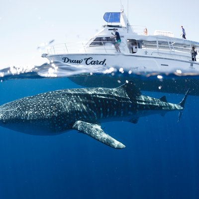 Three Islands Whale Shark Dive