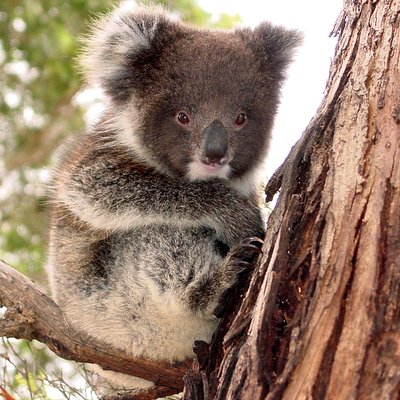 Exceptional Kangaroo Island